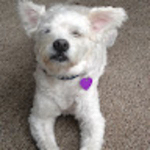 Meet your Posher, Holly